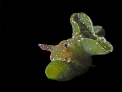 A small nudibranch, called 'groene wierslak', grean sea s... by Brenda De Vries 